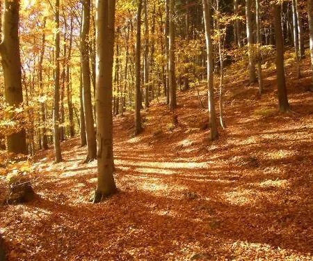 Kurpark Hotel Im Ilsetal 3* Ильзенбург