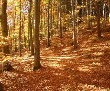 Kurpark Flair Im Ilsetal 3* Ilsenburg
